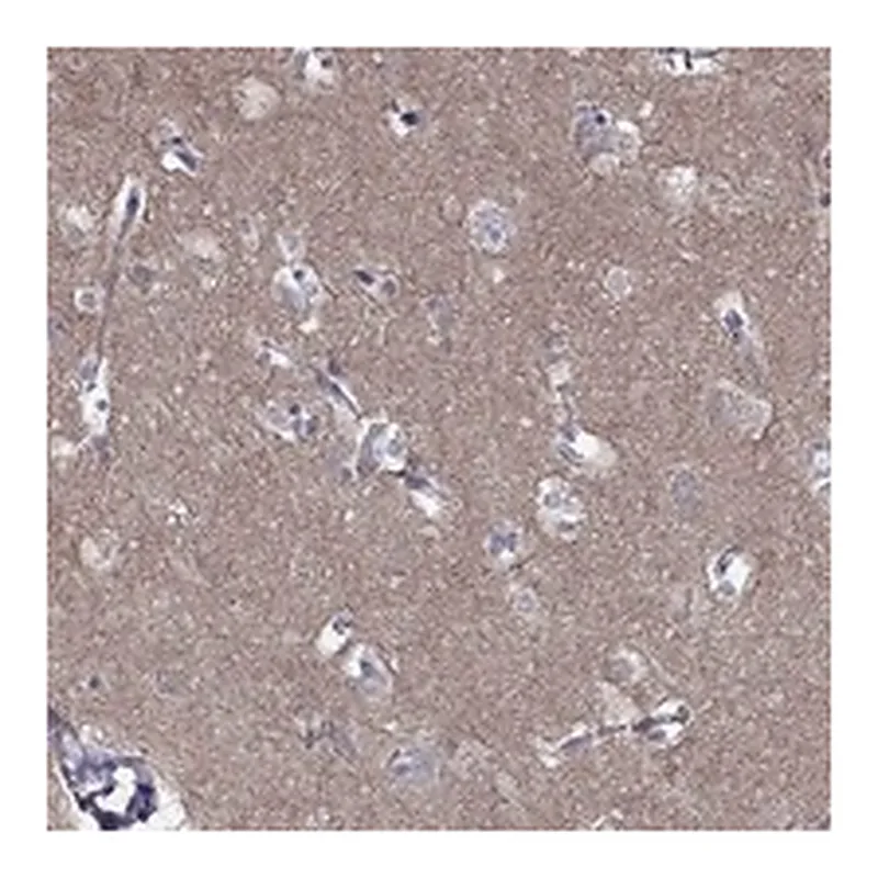 Atlas Antibodies Anti-LY6H Antibody