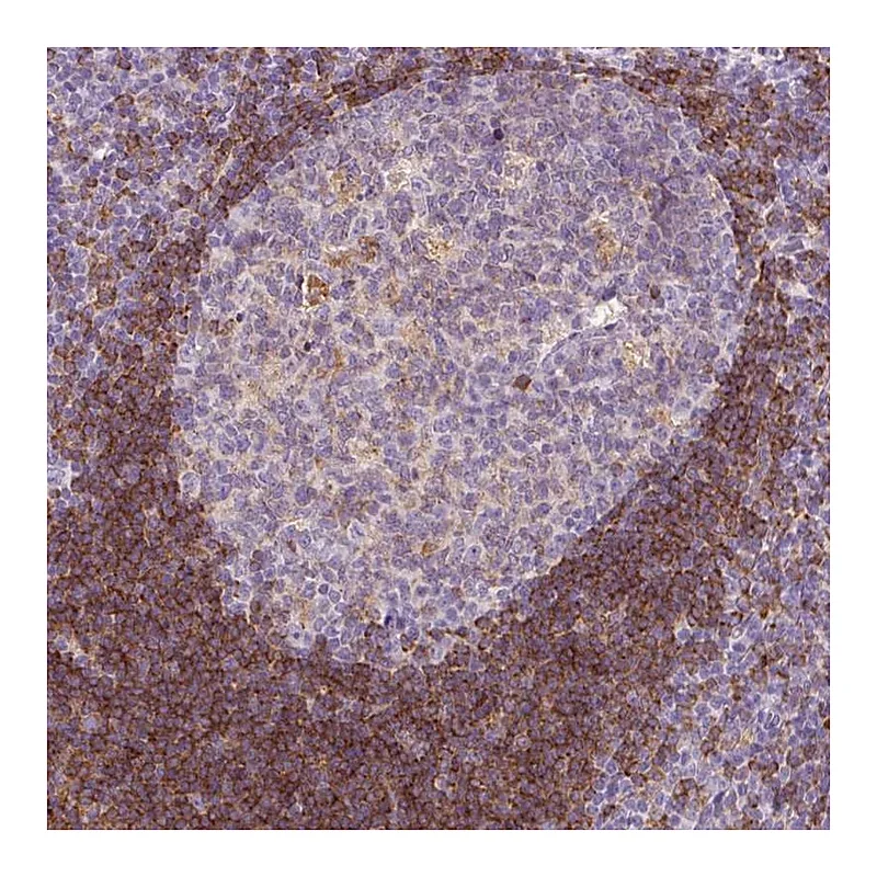 Atlas Antibodies Anti-LY86 Antibody
