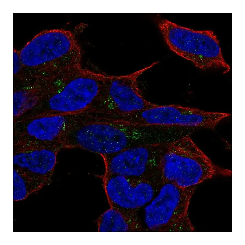 Atlas Antibodies Anti-LYL1 Antibody