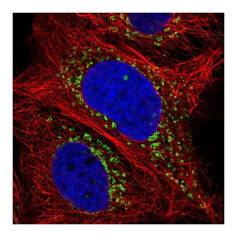 Atlas Antibodies Anti-LY75 Antibody