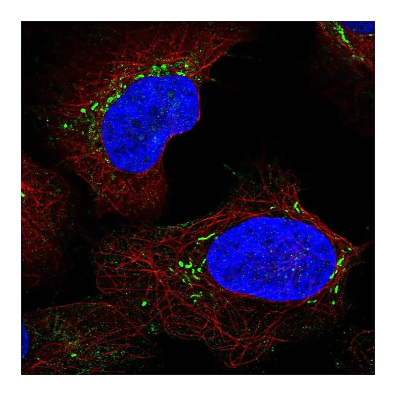 Atlas Antibodies Anti-LY96 Antibody