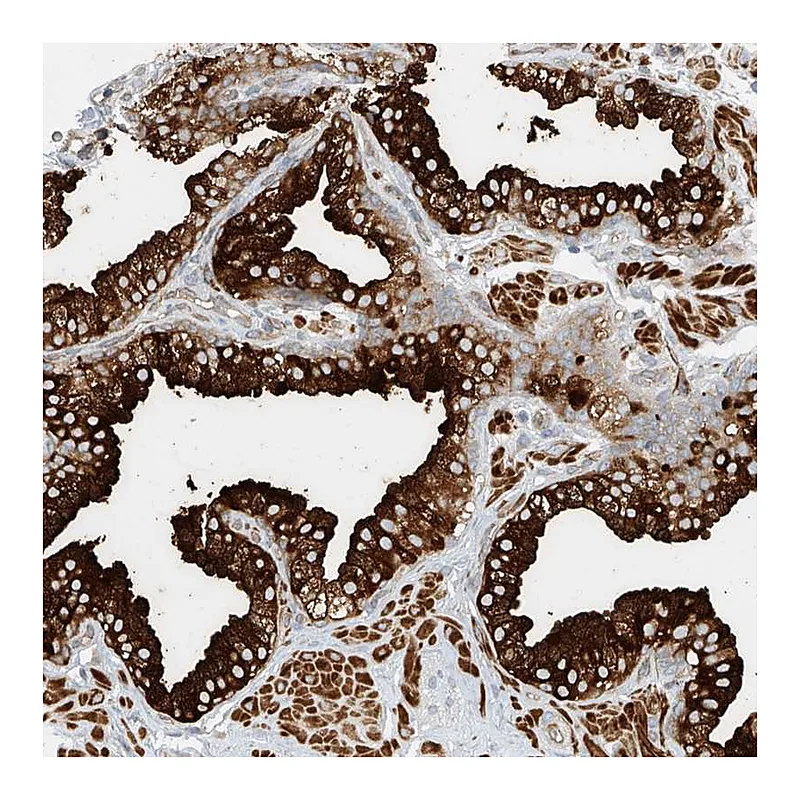 Atlas Antibodies Anti-LYRM9 Antibody