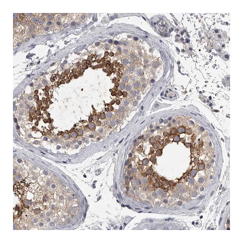 Atlas Antibodies Anti-LYZL6 Antibody