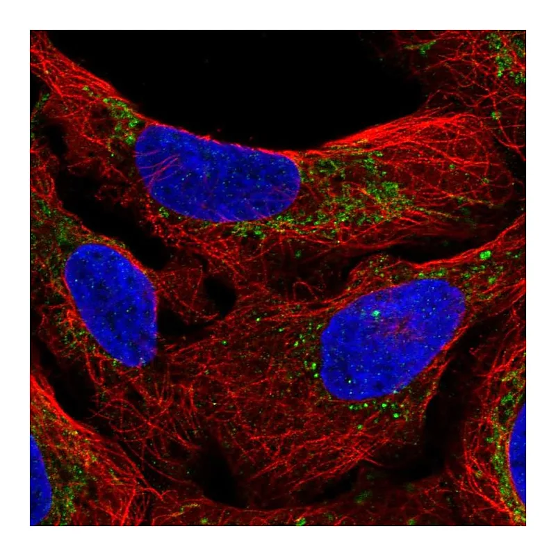 Atlas Antibodies Anti-M1AP Antibody