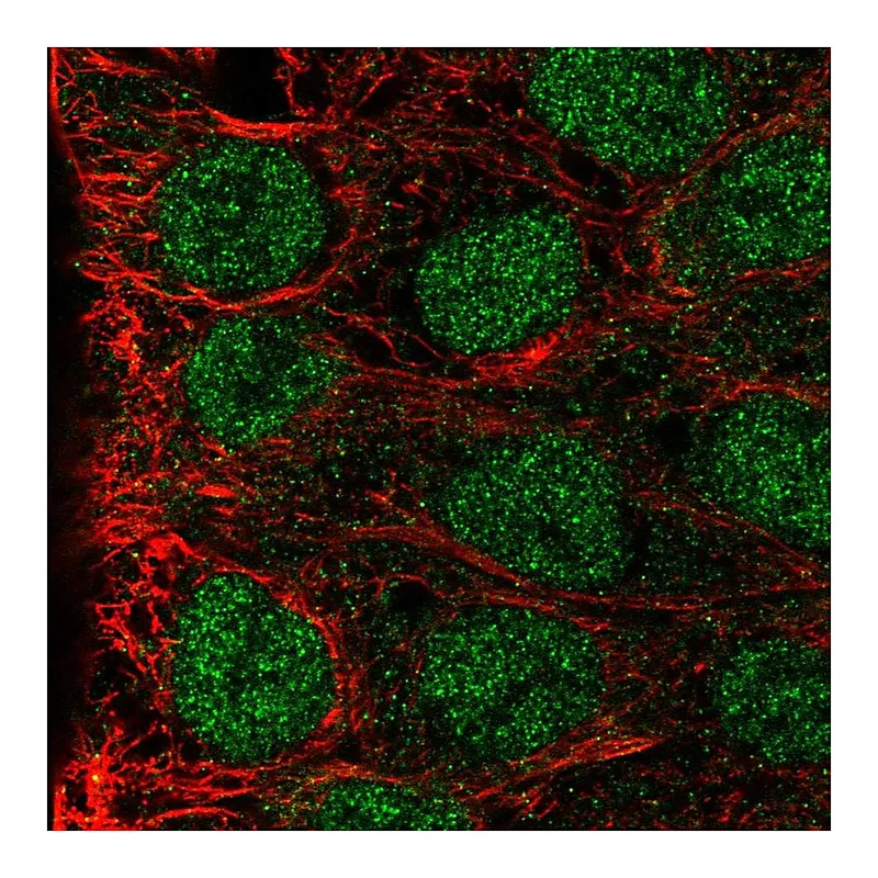 Atlas Antibodies Anti-MAB21L3 Antibody