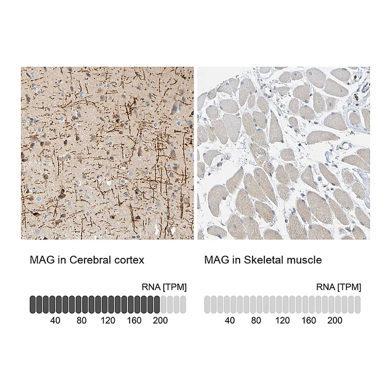 Atlas Antibodies Anti-MAG Antibody