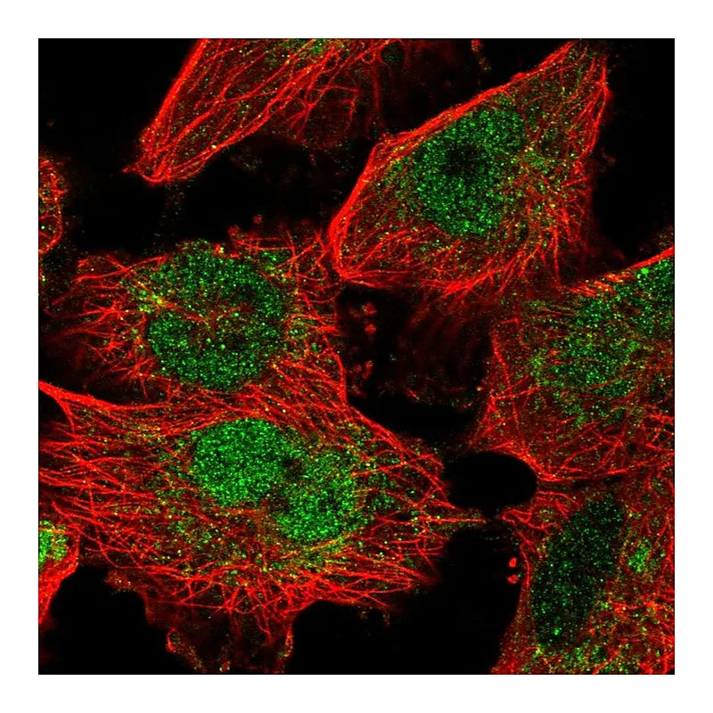 Atlas Antibodies Anti-MAFF Antibody