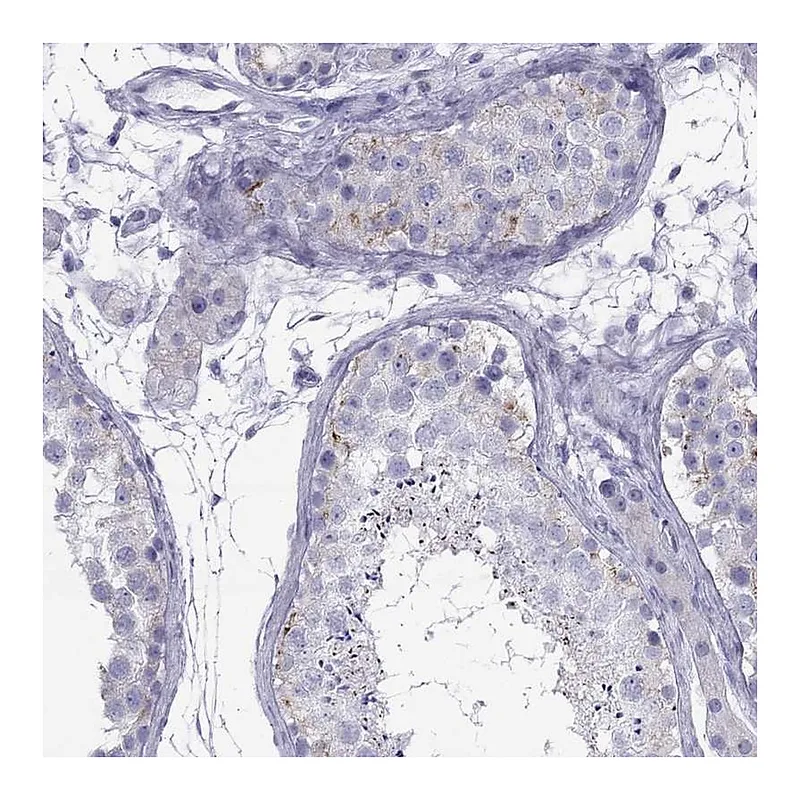 Atlas Antibodies Anti-MAEL Antibody