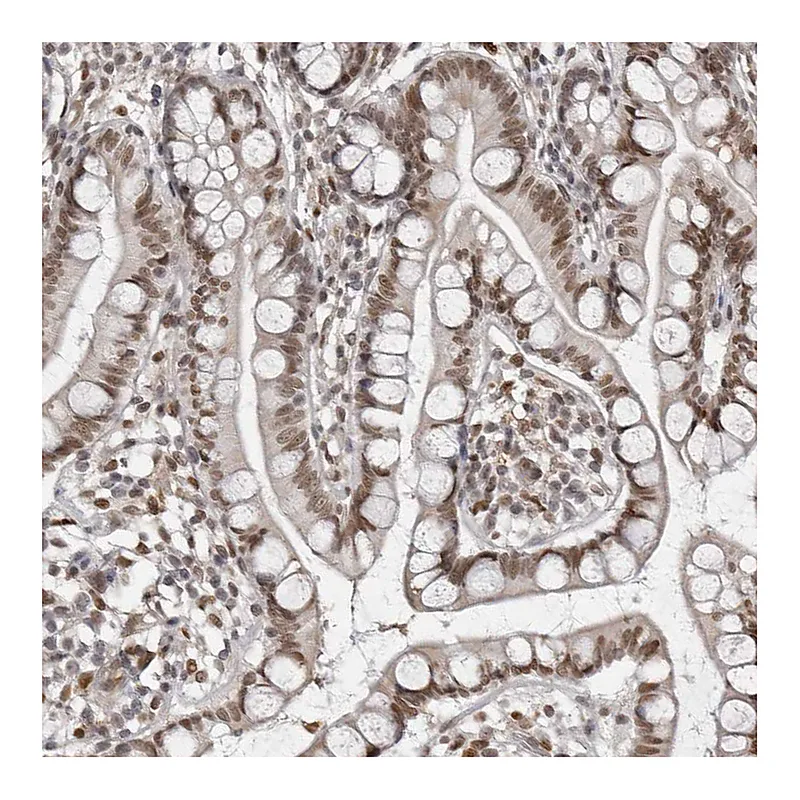 Atlas Antibodies Anti-MAF Antibody