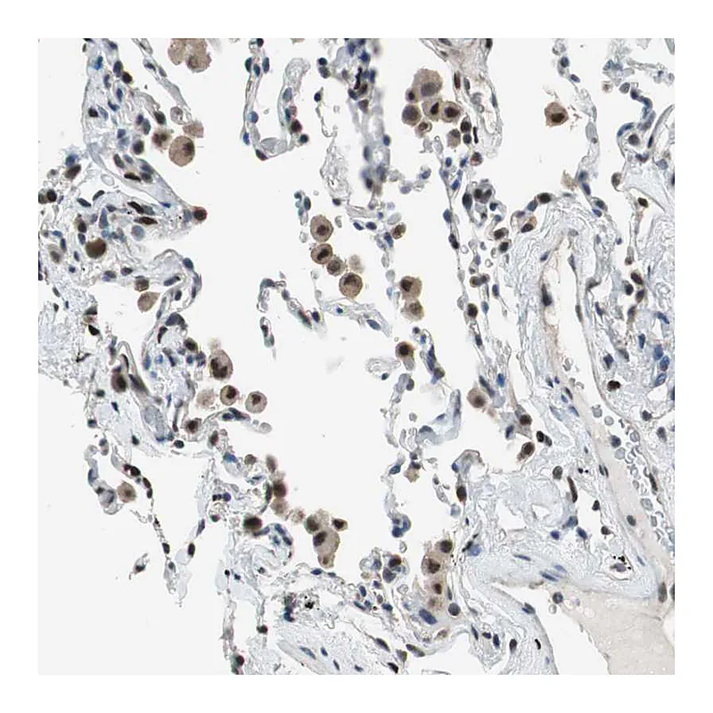 Atlas Antibodies Anti-MAFB Antibody