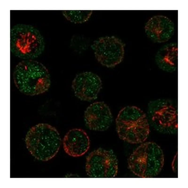 Atlas Antibodies Anti-MAGEB16 Antibody