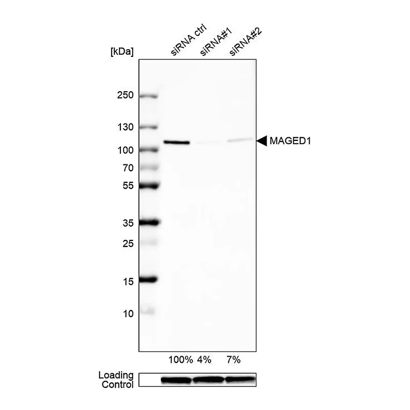 Atlas Antibodies Anti-MAGED1 Antibody