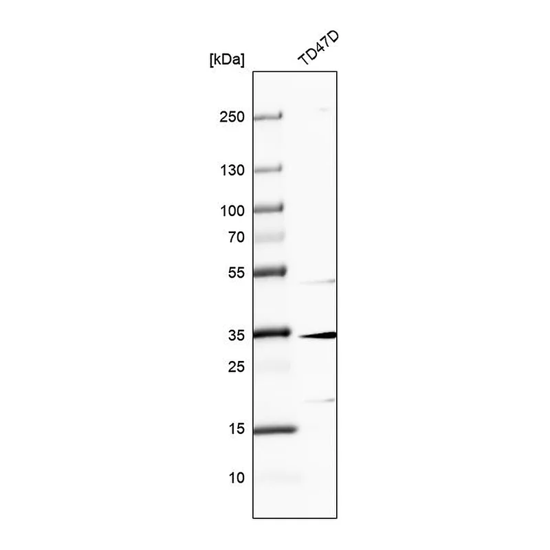 Atlas Antibodies Anti-MAGEF1 Antibody