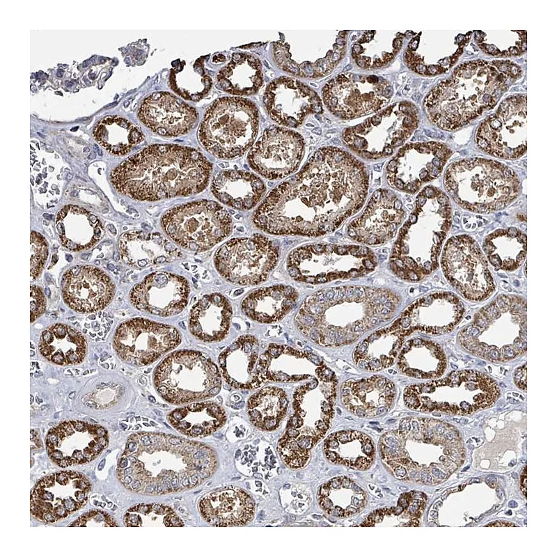 Atlas Antibodies Anti-MAGOH Antibody