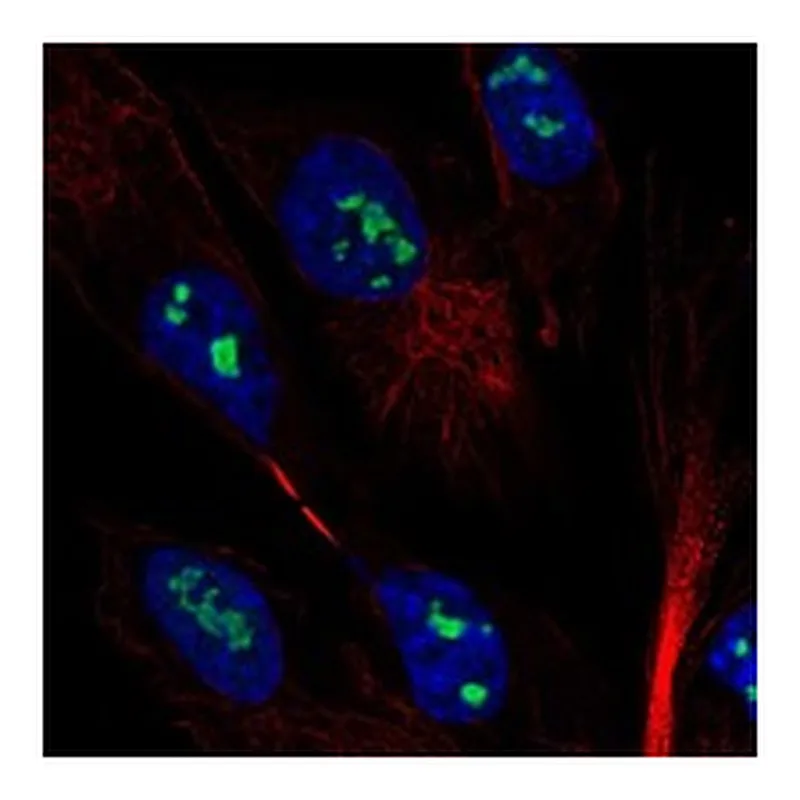 Atlas Antibodies Anti-MAGEH1 Antibody