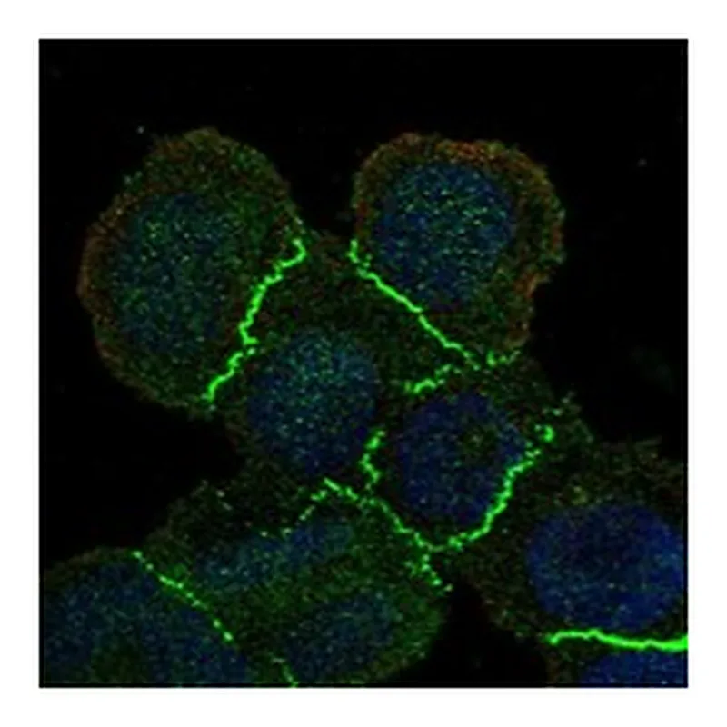 Atlas Antibodies Anti-MAGI1 Antibody