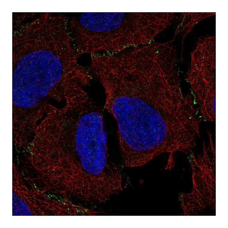 Atlas Antibodies Anti-MAGI3 Antibody
