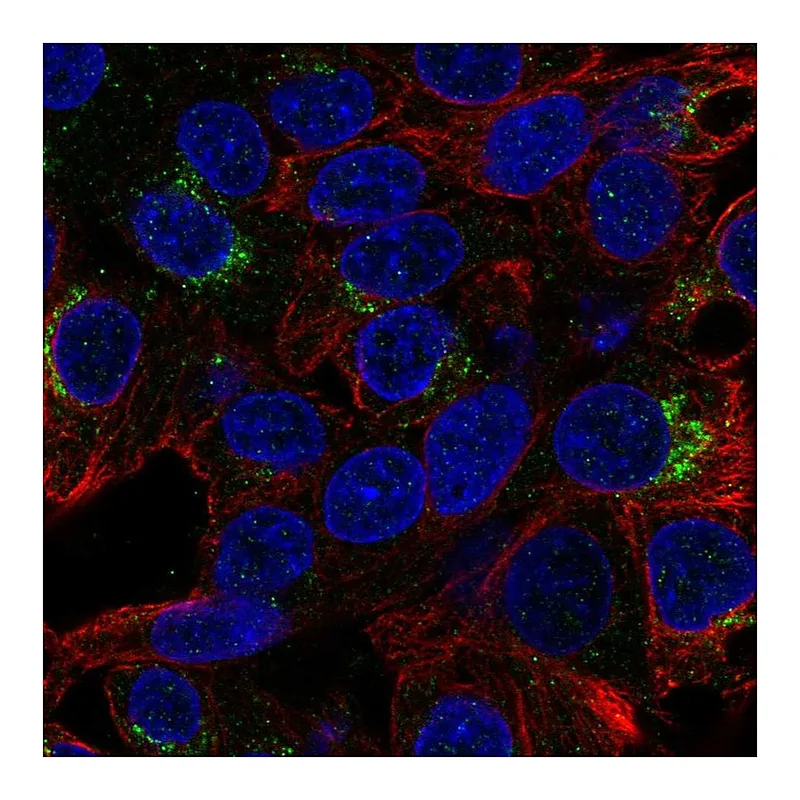 Atlas Antibodies Anti-MALRD1 Antibody