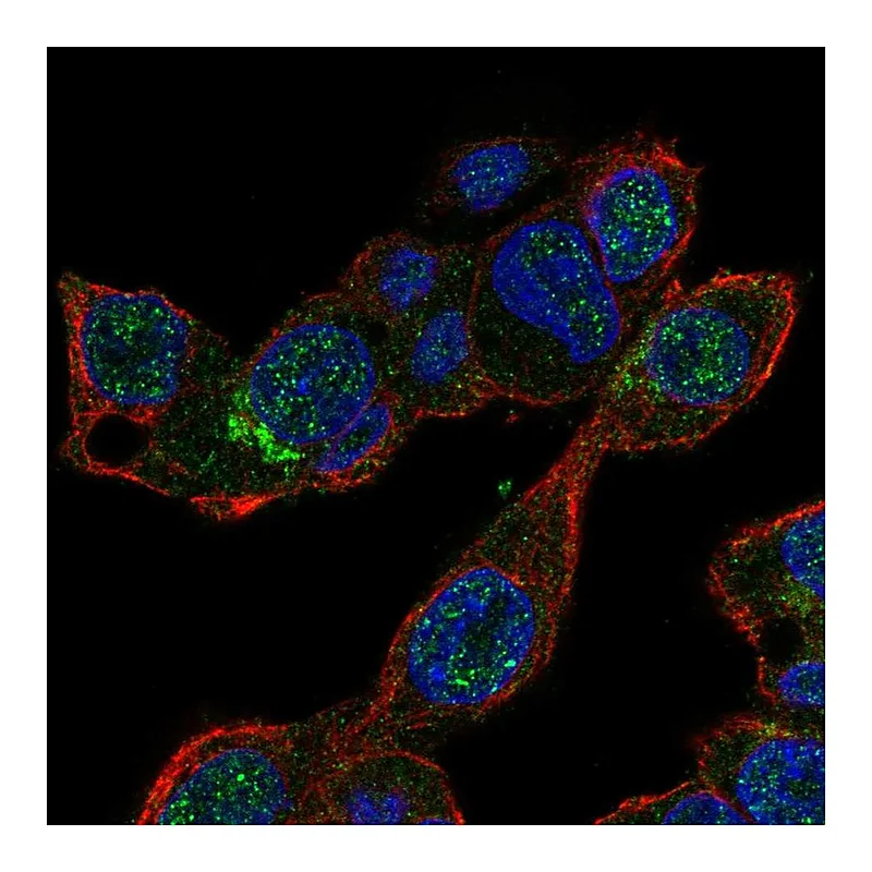Atlas Antibodies Anti-MALRD1 Antibody