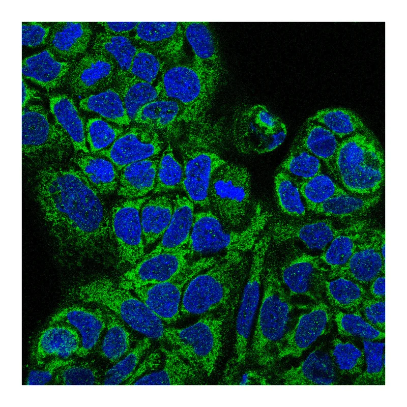 Atlas Antibodies Anti-MAIP1 Antibody