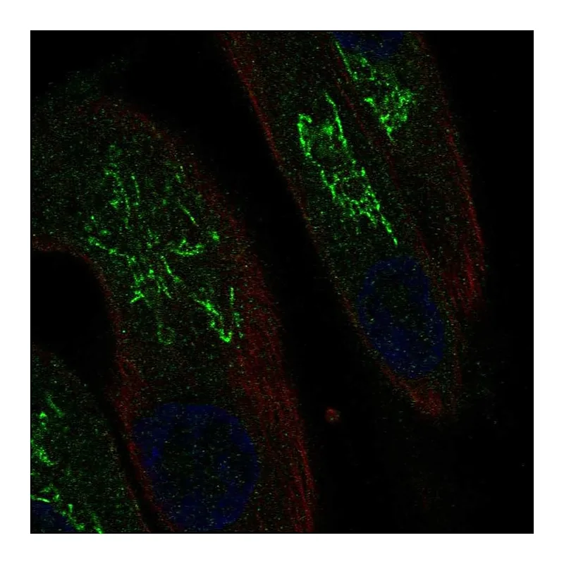 Atlas Antibodies Anti-MAL Antibody