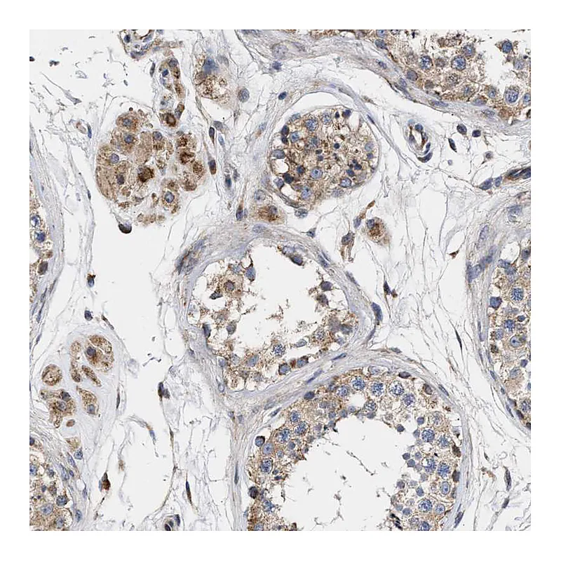 Atlas Antibodies Anti-MALSU1 Antibody
