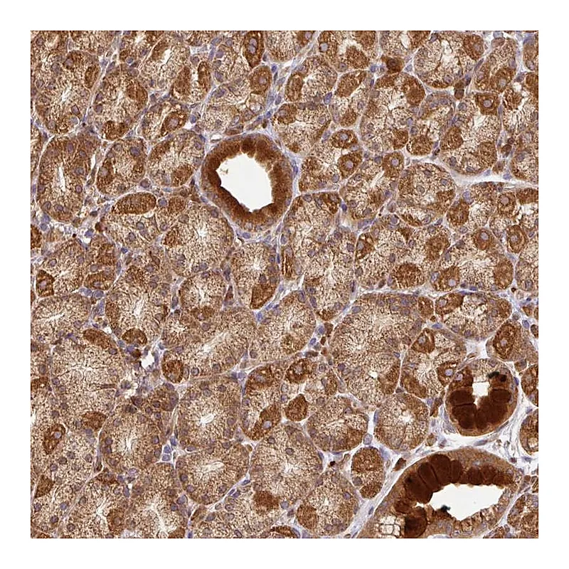 Atlas Antibodies Anti-MALSU1 Antibody