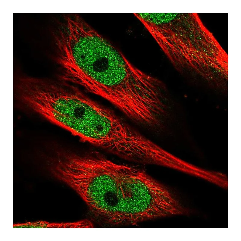 Atlas Antibodies Anti-MAML1 Antibody