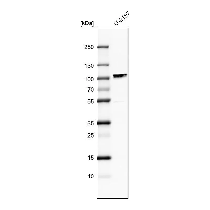 Atlas Antibodies Anti-MAMLD1 Antibody