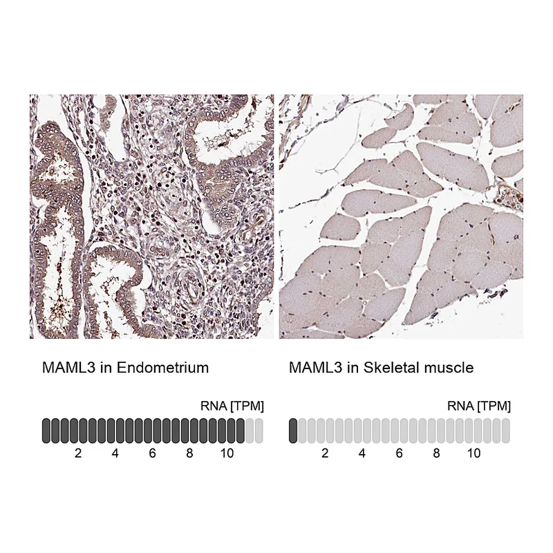 Atlas Antibodies Anti-MAML3 Antibody