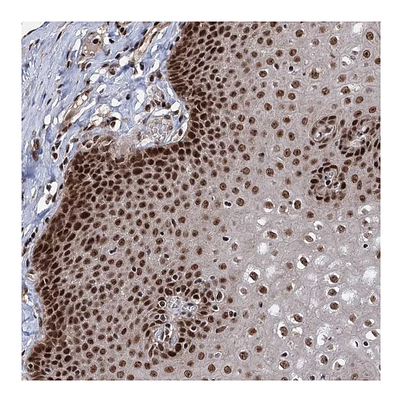 Atlas Antibodies Anti-MAML1 Antibody