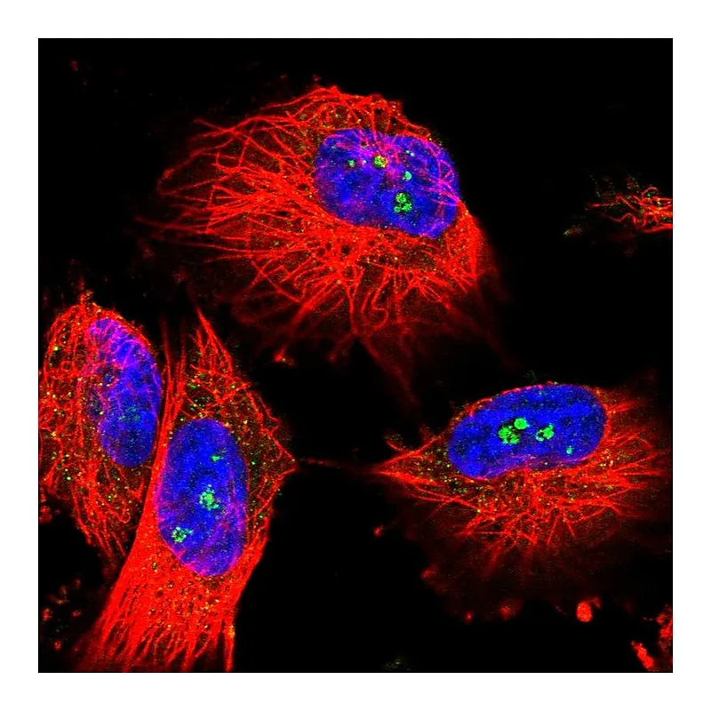 Atlas Antibodies Anti-MALT1 Antibody