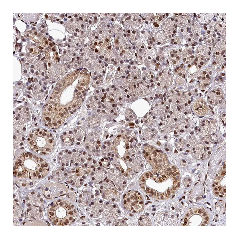 Atlas Antibodies Anti-MAML2 Antibody