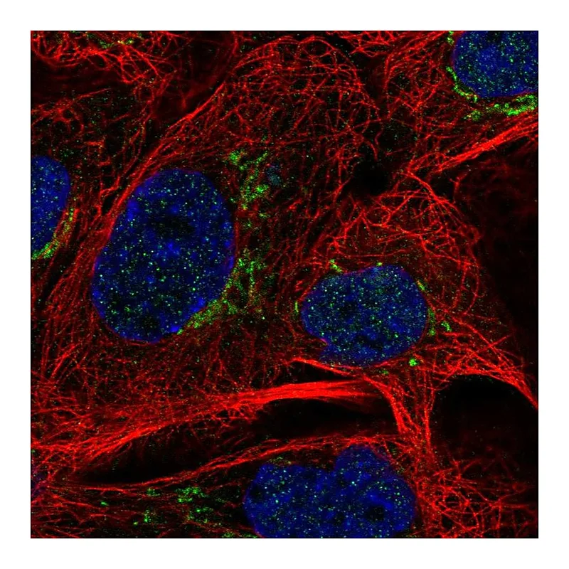 Atlas Antibodies Anti-MAN1A2 Antibody