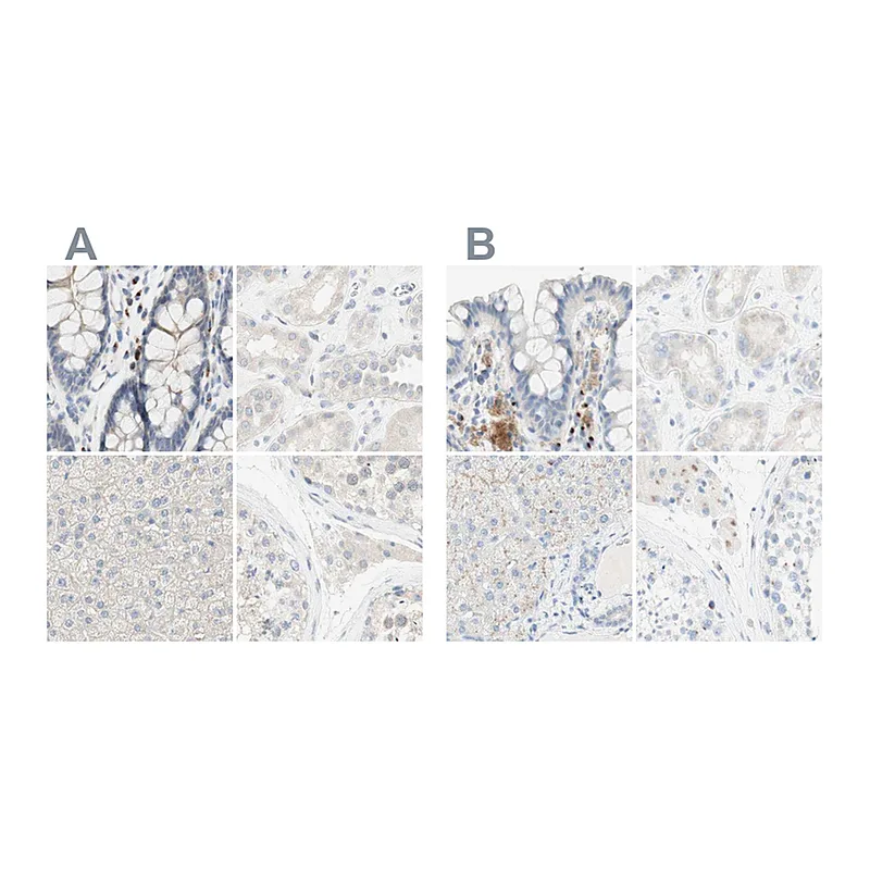 Atlas Antibodies Anti-MANEA Antibody
