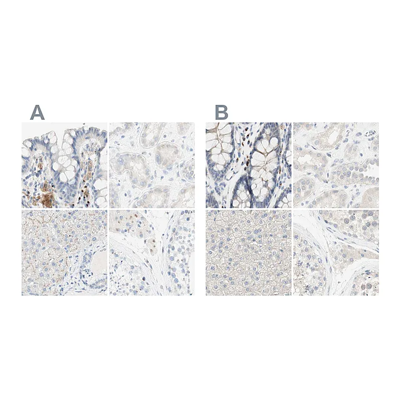 Atlas Antibodies Anti-MANEA Antibody