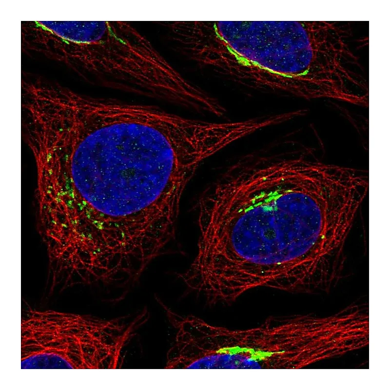 Atlas Antibodies Anti-MANEAL Antibody