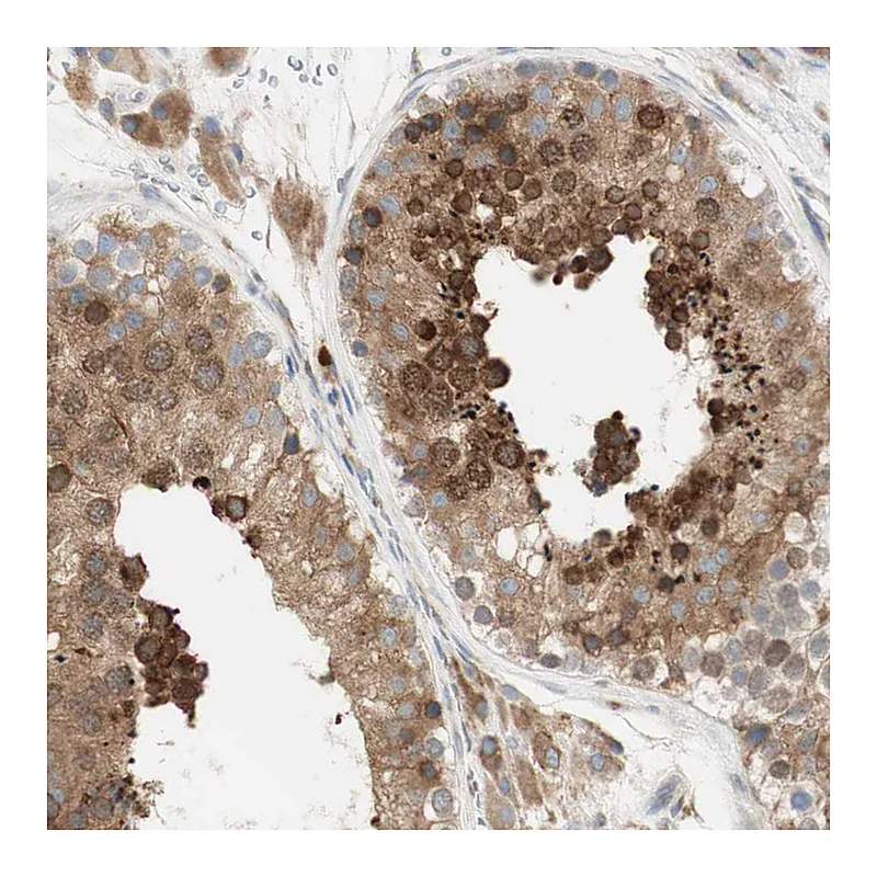 Atlas Antibodies Anti-MANF Antibody
