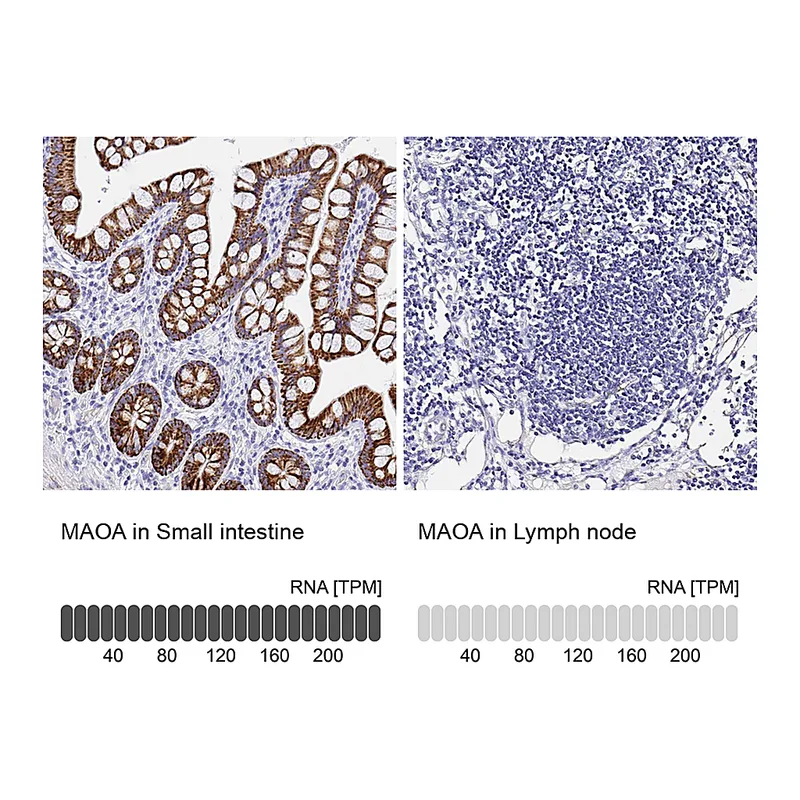Atlas Antibodies Anti-MAOA Antibody