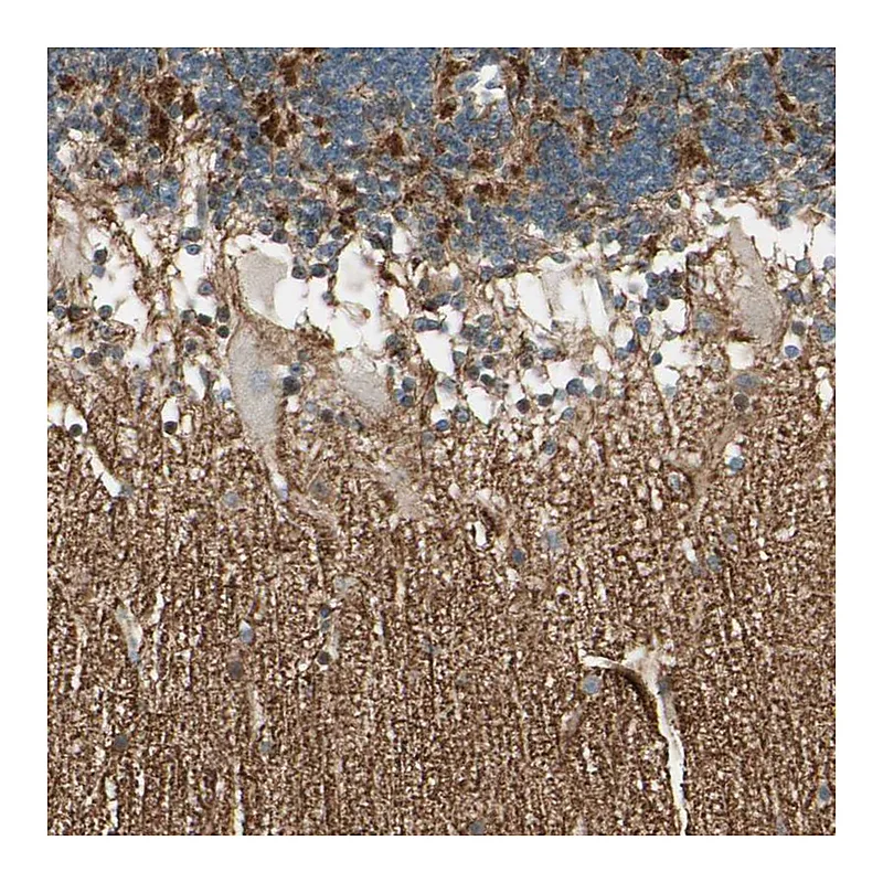 Atlas Antibodies Anti-MANSC1 Antibody