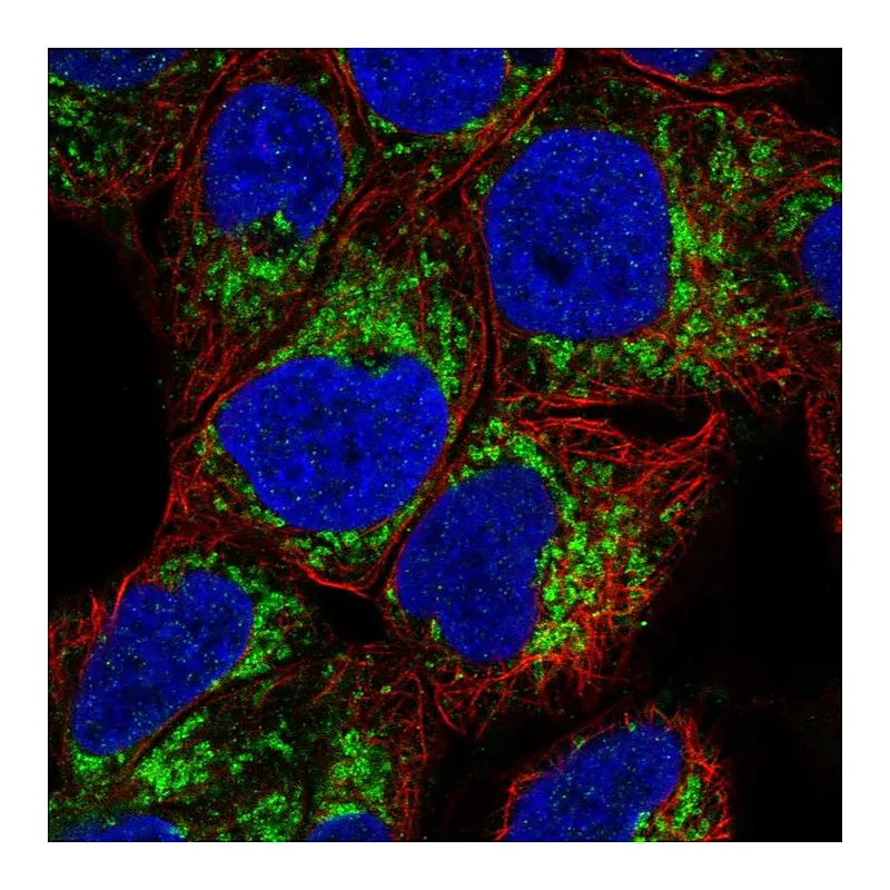 Atlas Antibodies Anti-MAOA Antibody