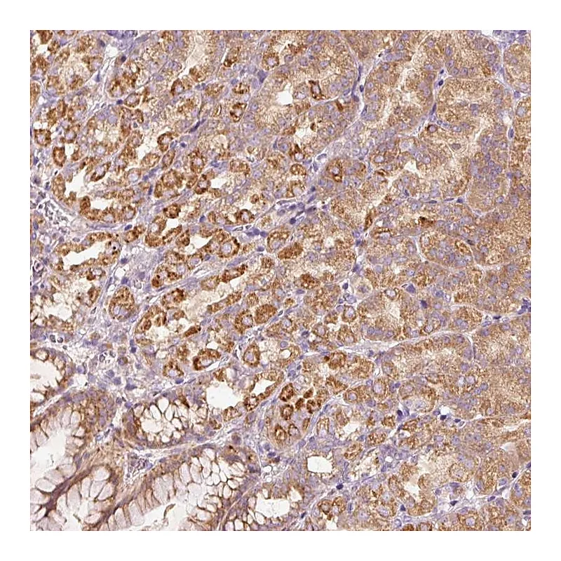 Atlas Antibodies Anti-MAP10 Antibody