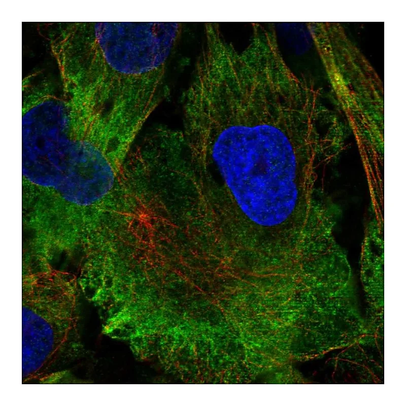 Atlas Antibodies Anti-MAP1A Antibody
