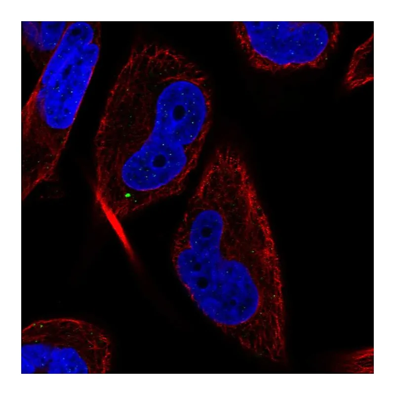 Atlas Antibodies Anti-MAP1LC3C Antibody