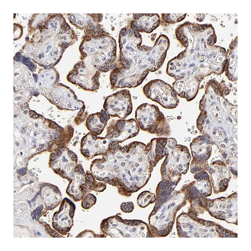 Atlas Antibodies Anti-MAP2K7 Antibody