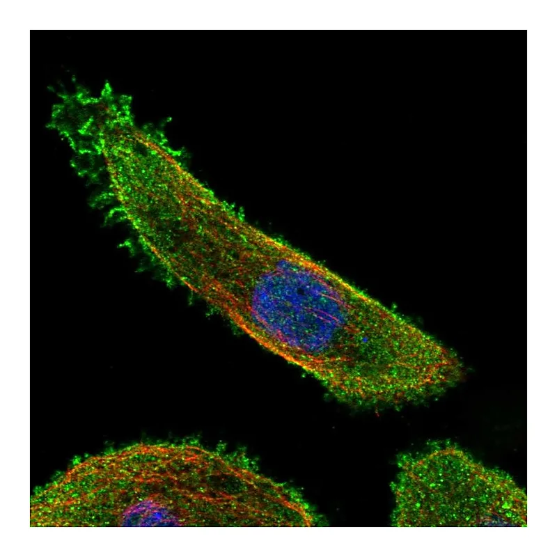 Atlas Antibodies Anti-MAP2K7 Antibody