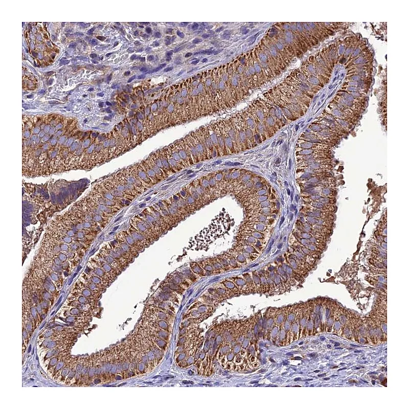 Atlas Antibodies Anti-MAP3K12 Antibody