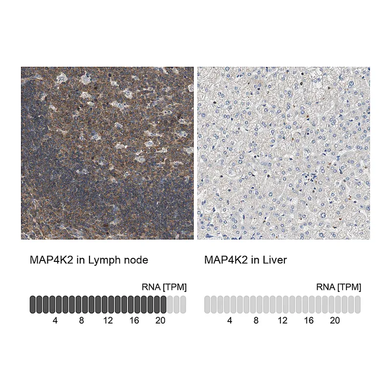 Atlas Antibodies Anti-MAP4K2 Antibody