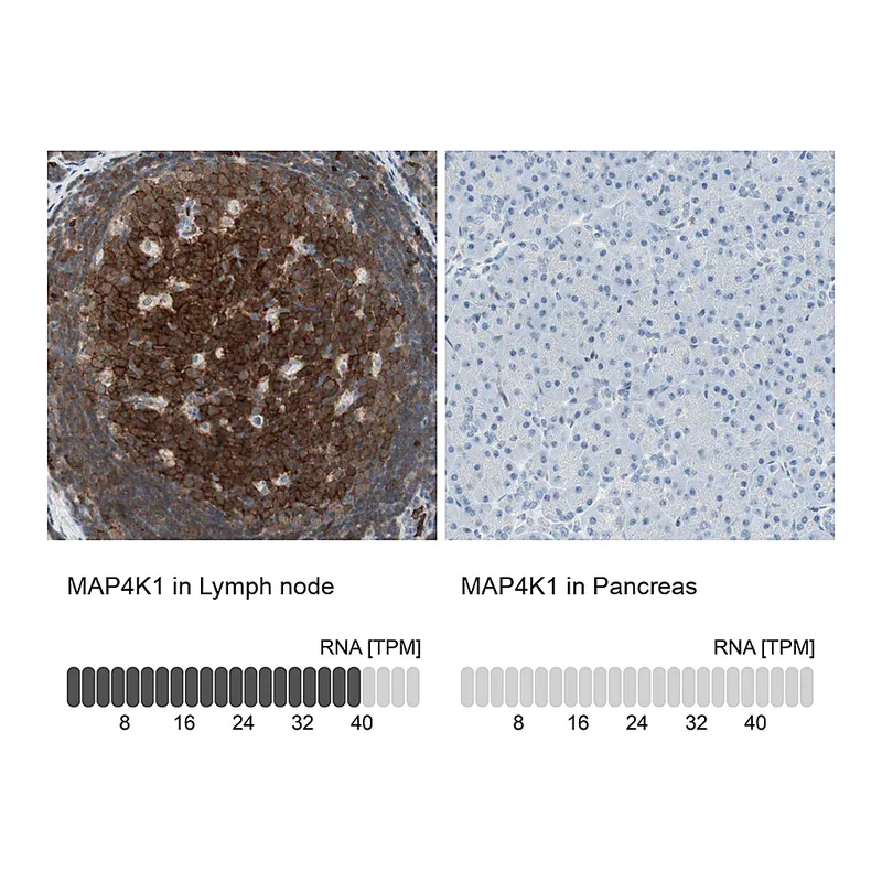 Atlas Antibodies Anti-MAP4K1 Antibody