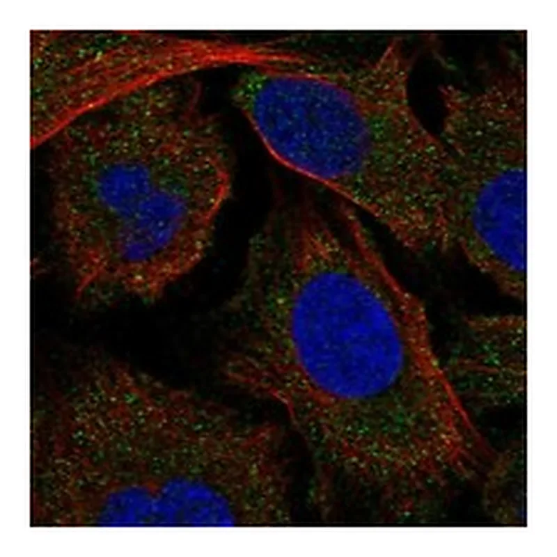 Atlas Antibodies Anti-MAP4K5 Antibody